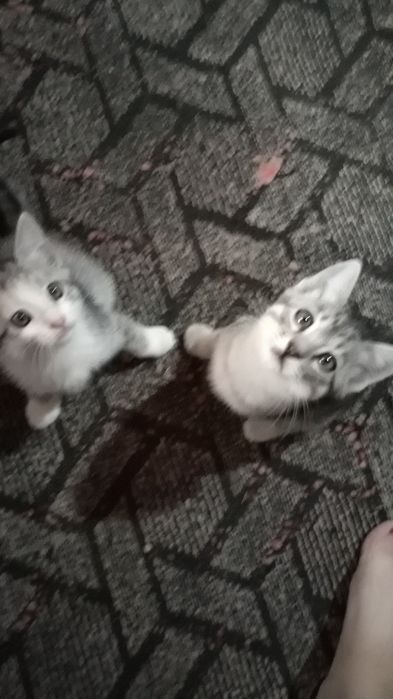 котята.маргаулар
