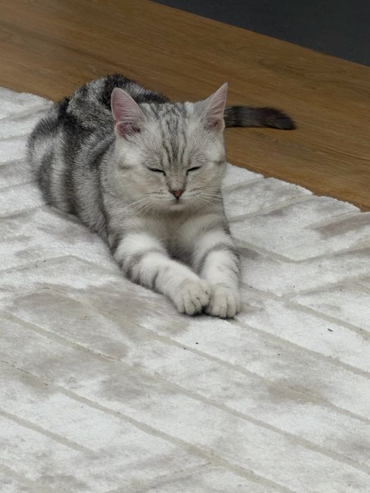 Шотландец прямоухий котенок