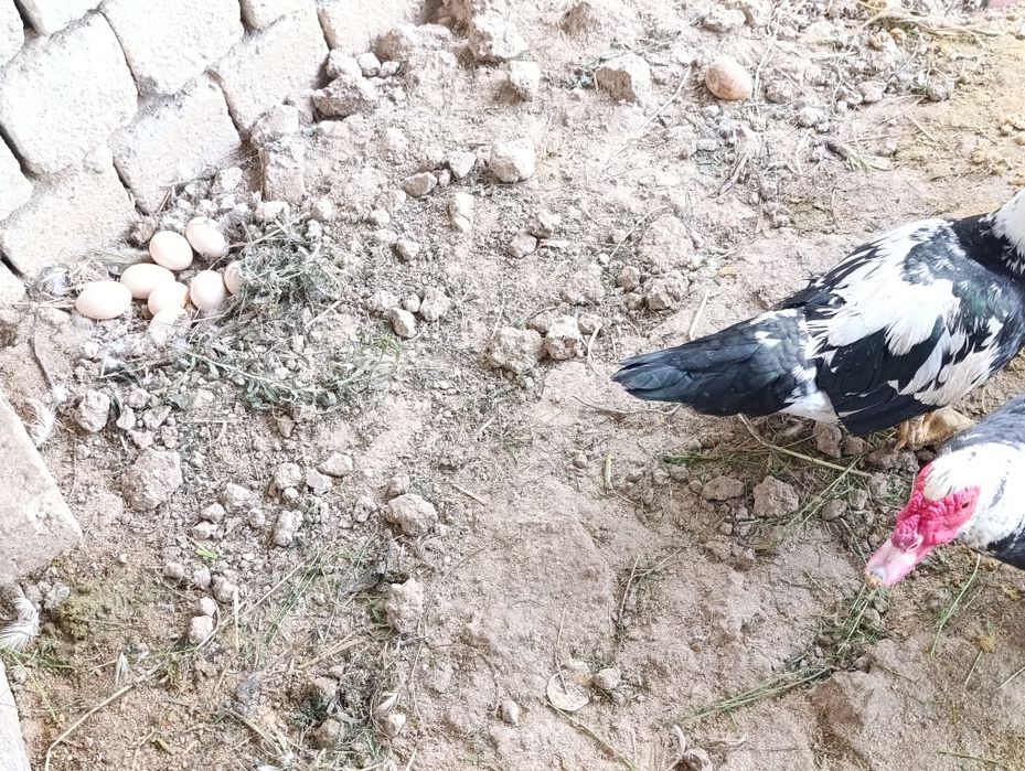 Almashaman lndiutkalar 3 makyon 1 ta xuroz tuxumda barch