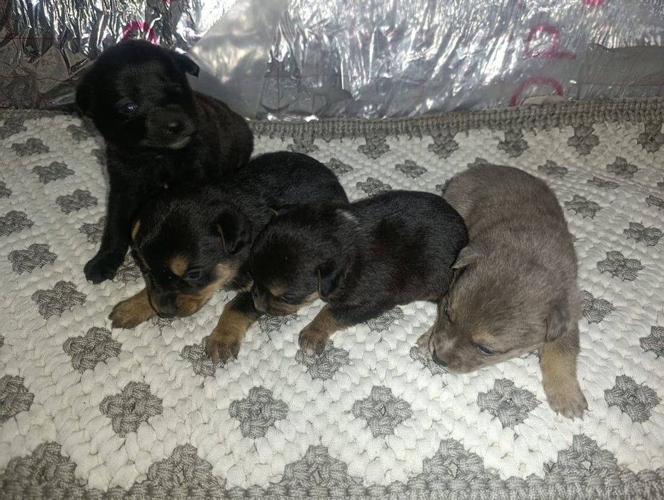 щенки в добрые руки