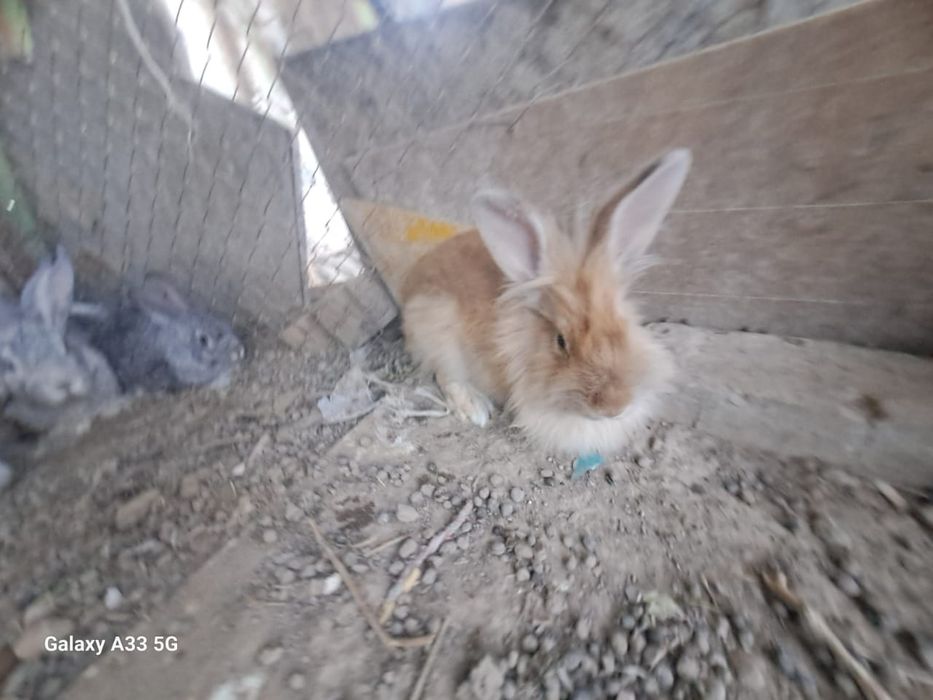 Животные кролики