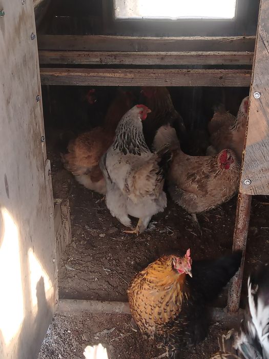 Продам домашные куры