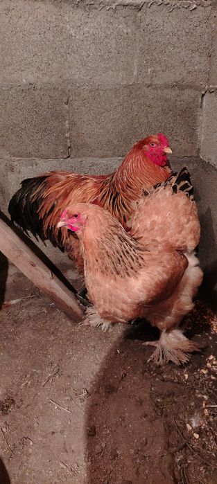 Брама қораз+тауык