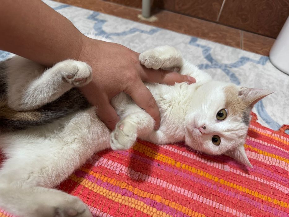 Шотландский котята ищут хозяина