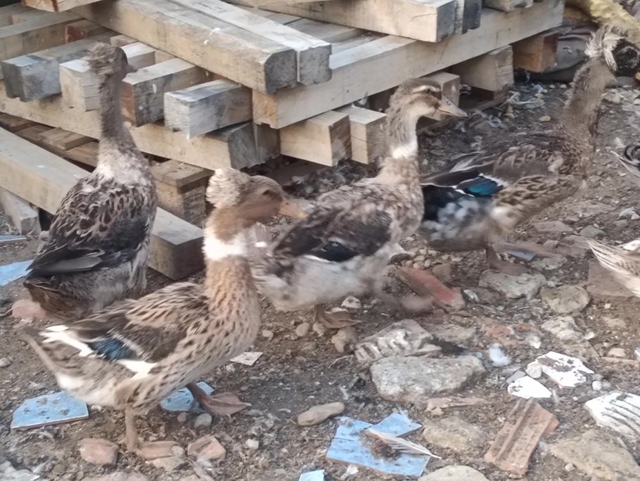 Rate cu moț de vânzare
