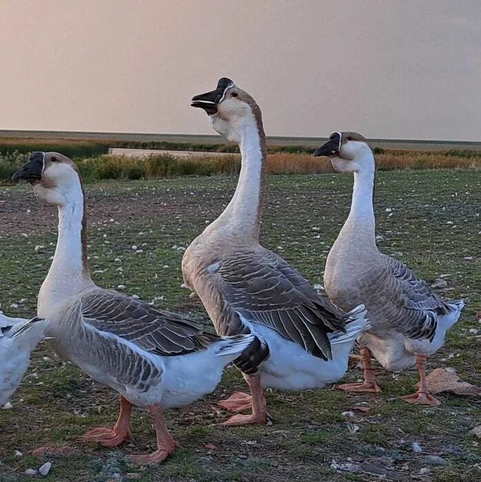 Инкубационное яйцо петропавловск