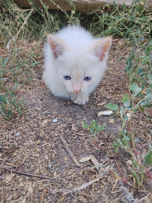 Отдам котят в хорошие руки