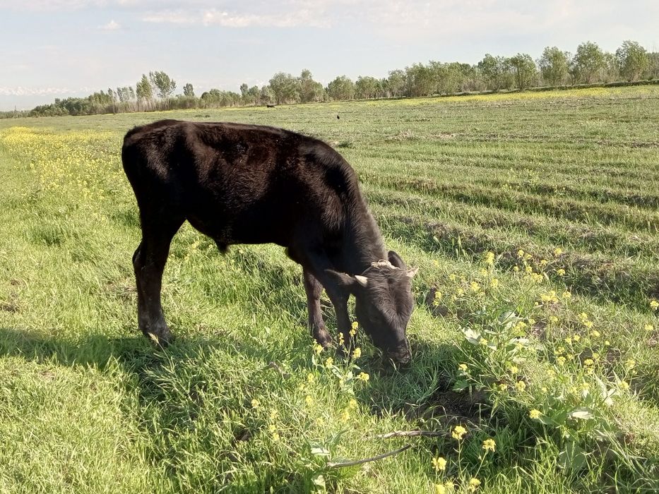 Tadbirkor akalarimiz uchun