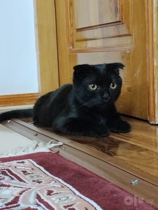 Шотландский вислоухий котенок /мальчик!