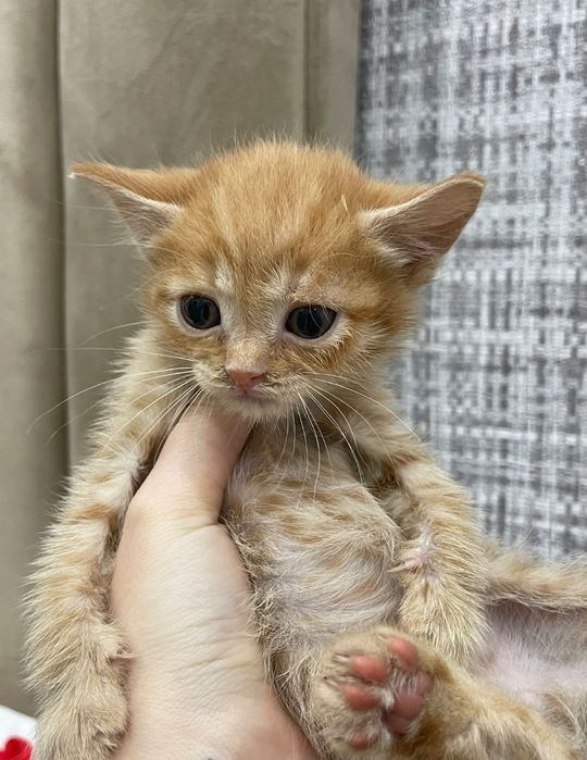 Отдаю котенка в добрые руки