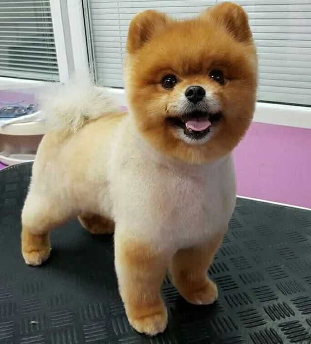 Стрижка собак мелких пород