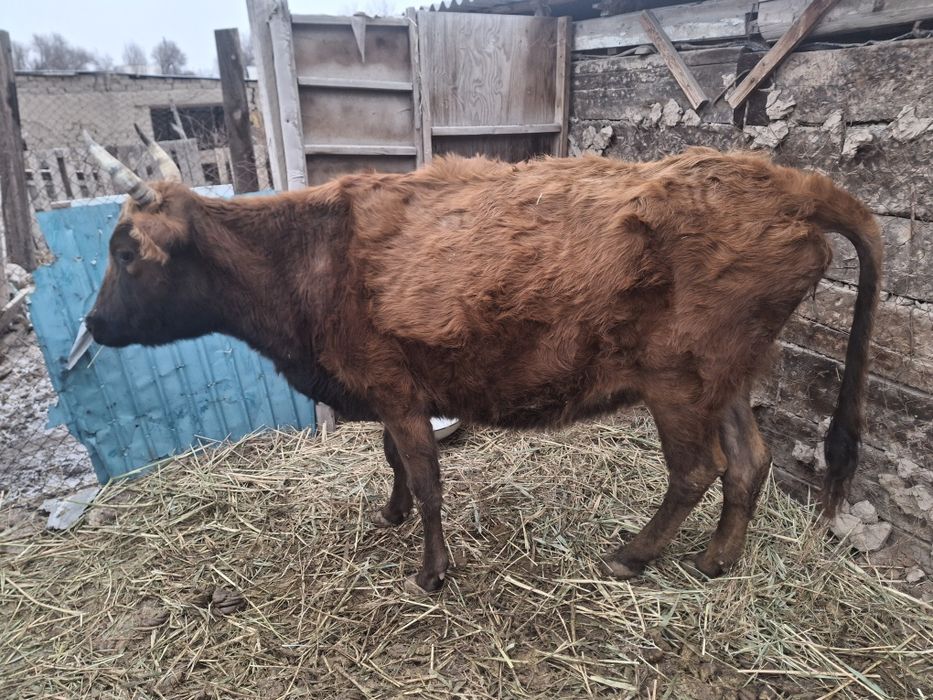 Семіз Жас сиыр 2 туган