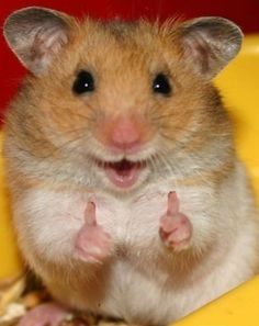 Передержка хомяков и морских свинок