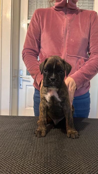 Puii Boxer German de vânzare
