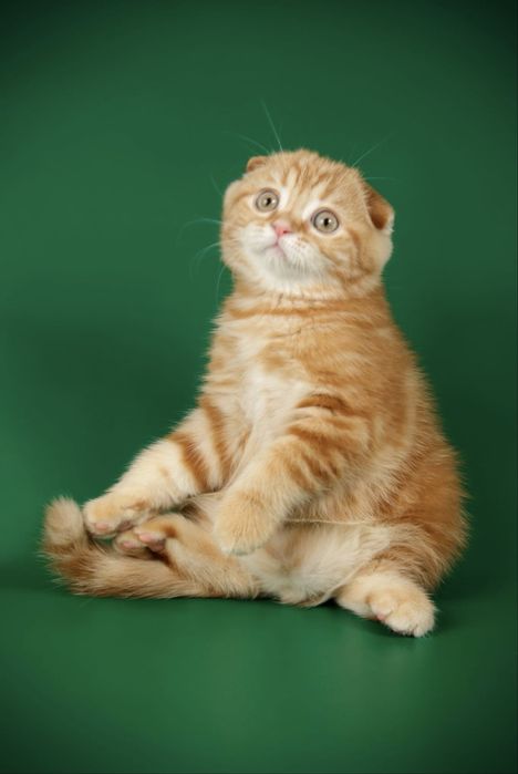 Scottish Fold zotddor mushik