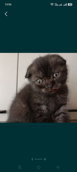 Продается котенок самец
