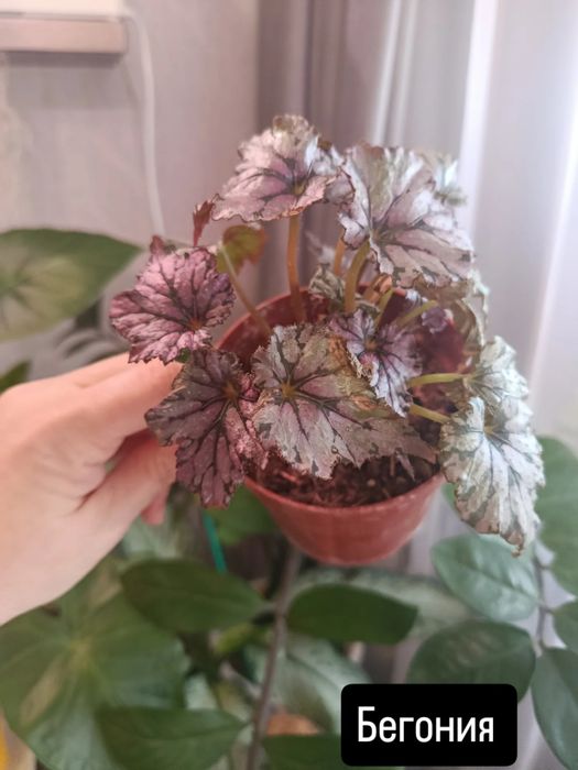 Продам комнатные цветы