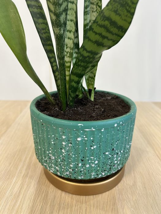 Сансевиерия комнатные цветы