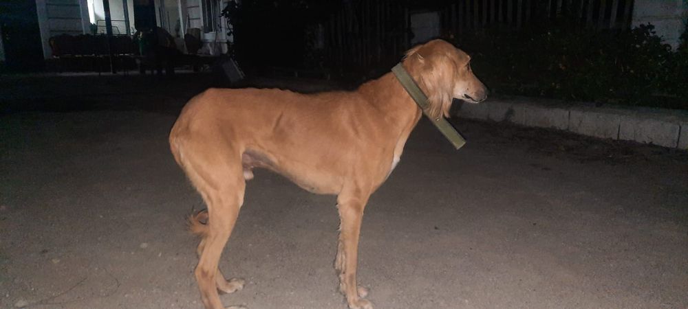 Тазы күшік сатылады еркек