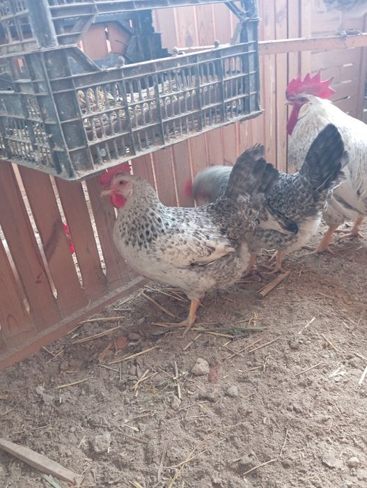 Barkovski toviqlarini tuxumlariga zakaz olamiz 15 mindan