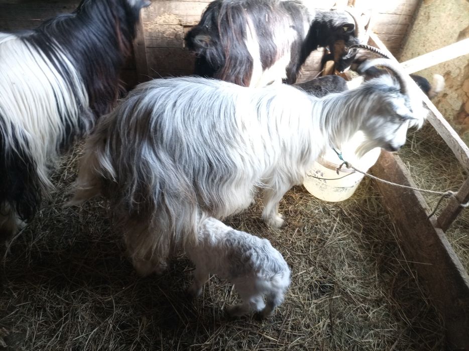 Vând 2 capre tinere