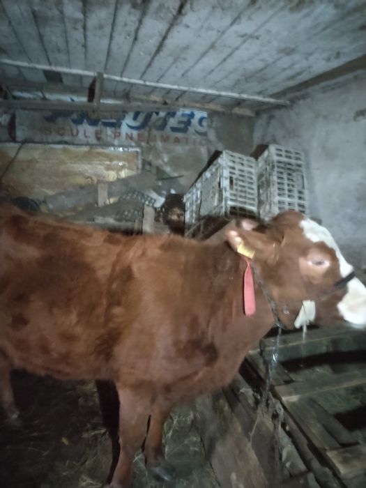 Junincă de vânzare