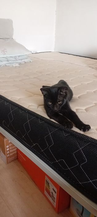 Котят отдам в добрые руки