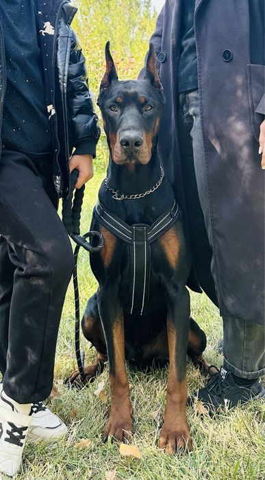 Доберман для съемок и фотоссесий