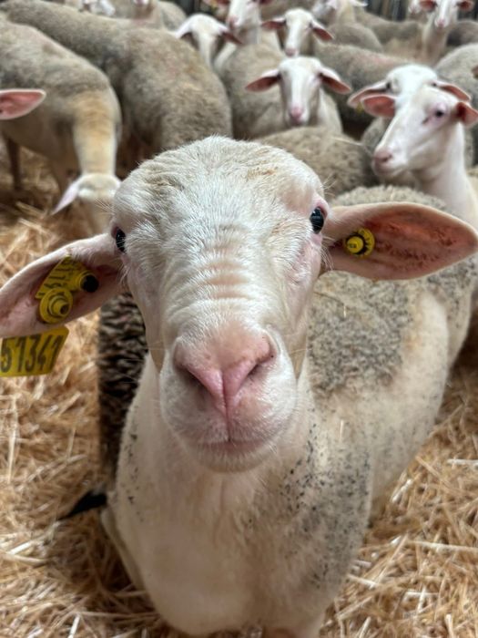 Oi lacaune cu pedigree pt pretentiosi !