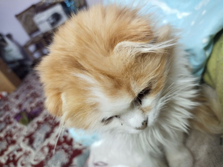 Мушукча сотилади