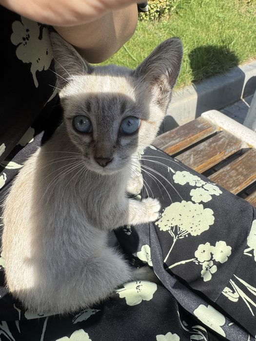 Котенок в добрые руки