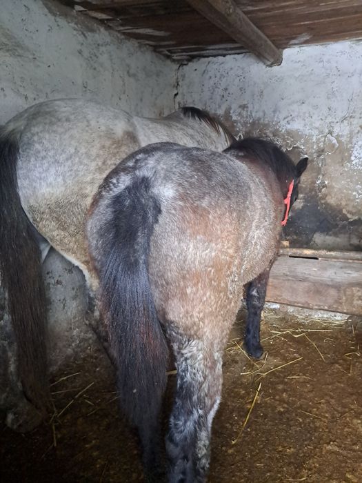 De vânzare mânz de 7 luni