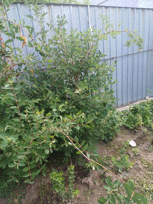 Продаю камчатскую жимолость