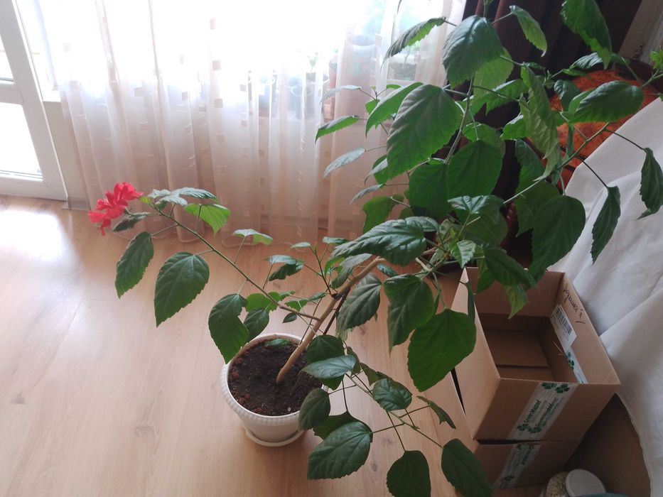 Продавам Китайска роза