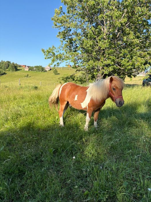 Ponei de vanzare