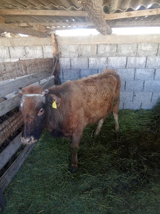 Қысыр сиыр сатылады байлауда тұр