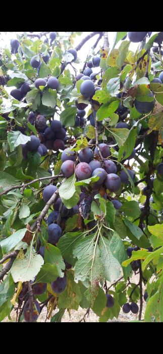 Teren de vânzare .SCHIMB .