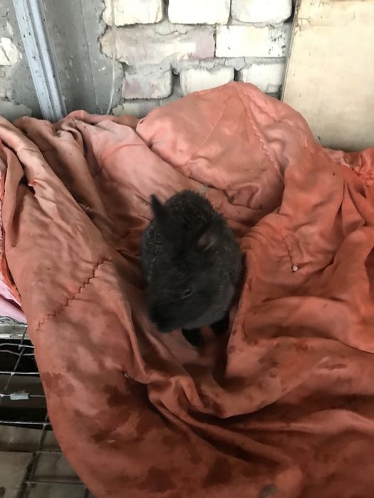 Quyon bolalari kelishtiramiz