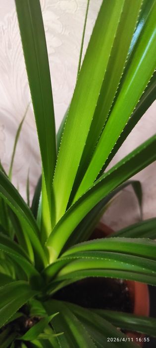 Пандаус Венча (Винтовая пальма)