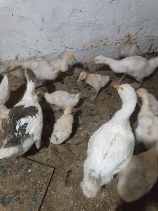 Прадаются Гуси линда