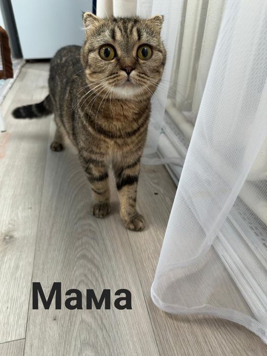 Продам шотланских котят