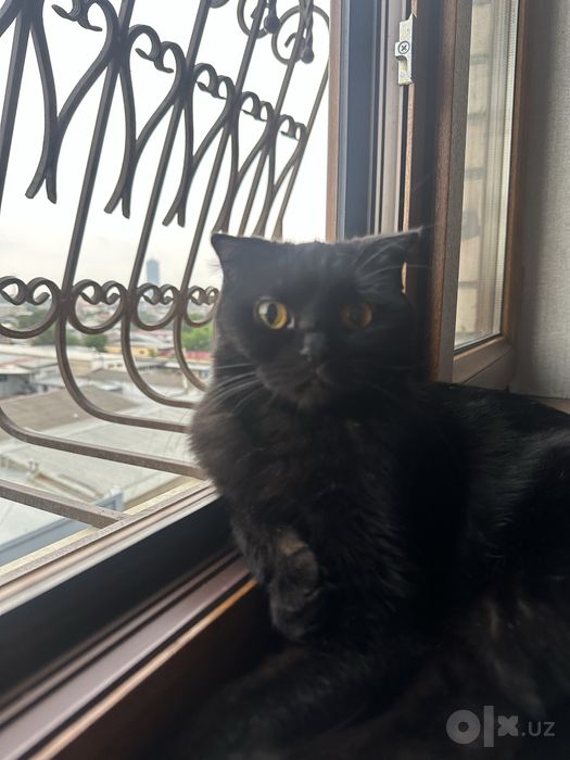 Скотиш фолд Кошка