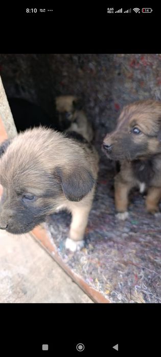 Бездомные щенки в добрые руки