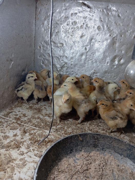 1апталық балапандар