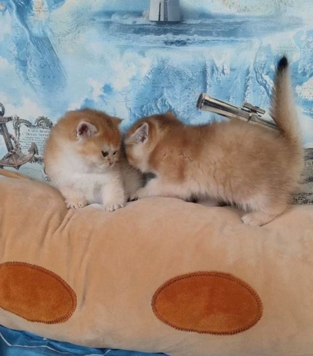 Шиншиллки котята