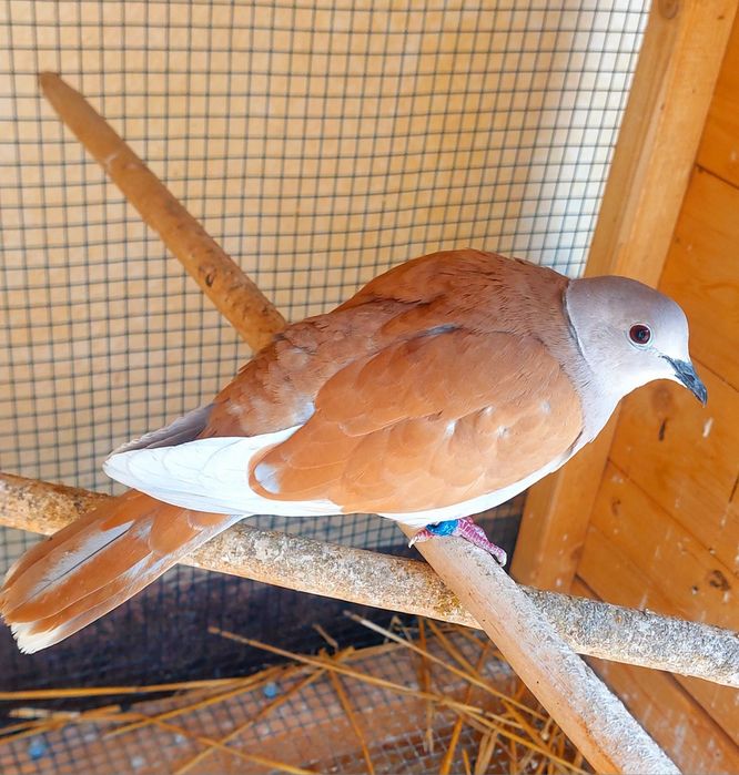 Vand sau schimb turturele