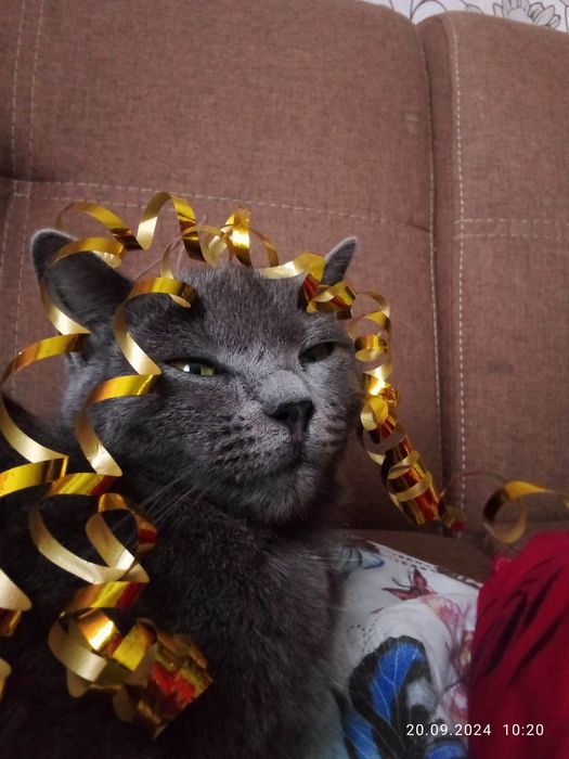 Пропала кошка,обратите внимание!