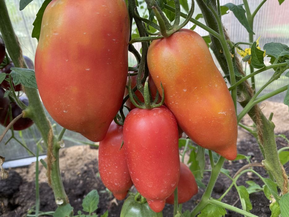 Продам Семена  крупноплодных помидор