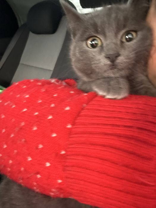 Домашние котята — только в добрые руки