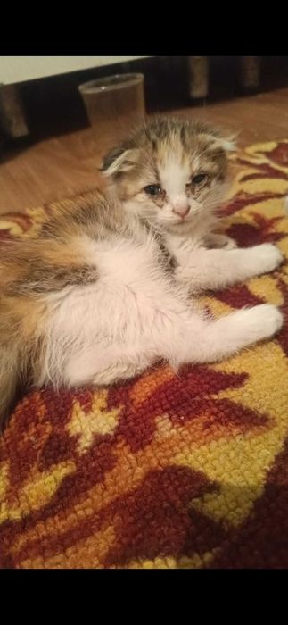 Котята 2 месяца мальчик и вислоухая девочка